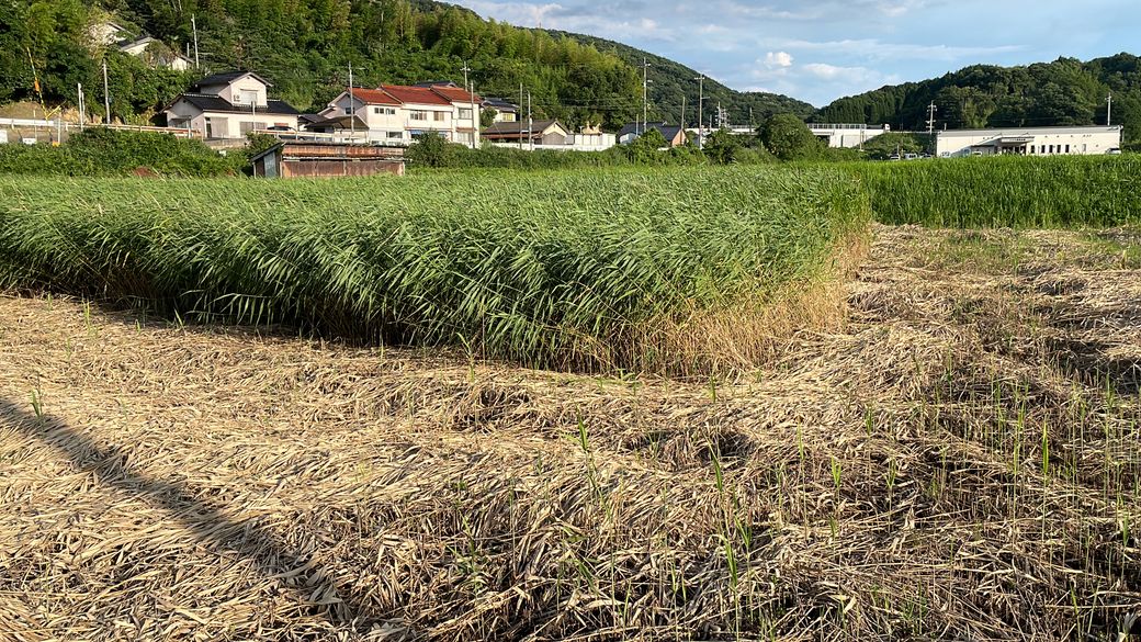 あまり考えてなさそうな葦 Thumbnail