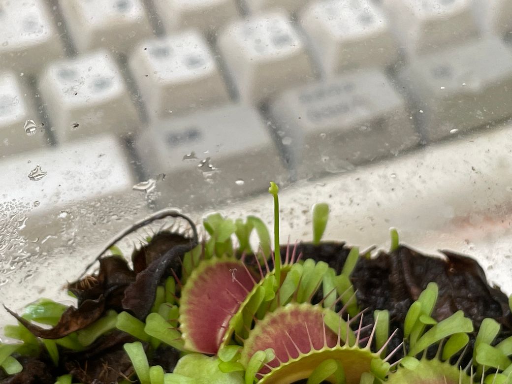 ミミカキグサの花芽 Thumbnail