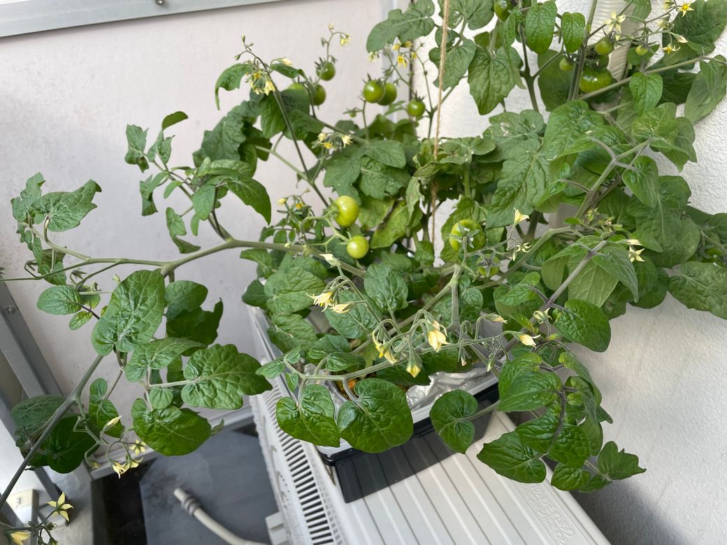 水耕栽培のトマト Thumbnail