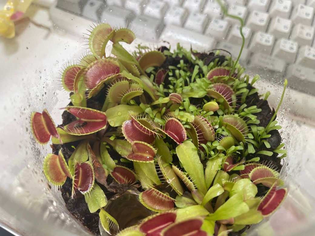 Jar-Gardenのハエトリソウ Thumbnail