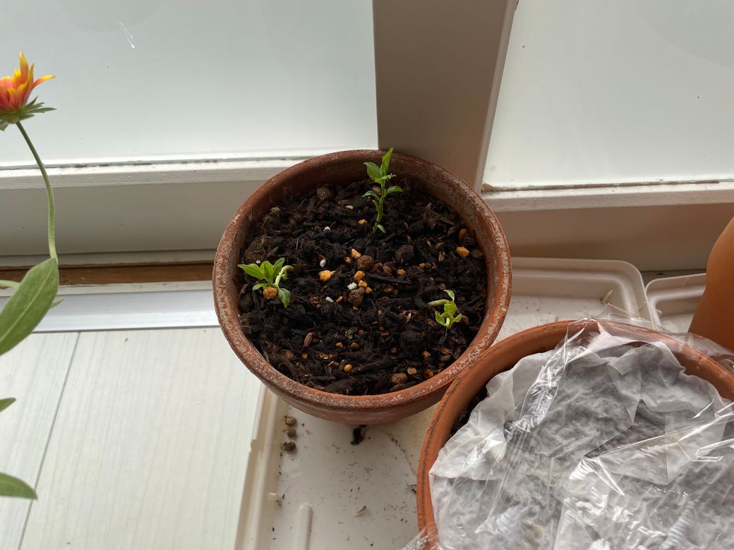 湯島天神の梅 Thumbnail