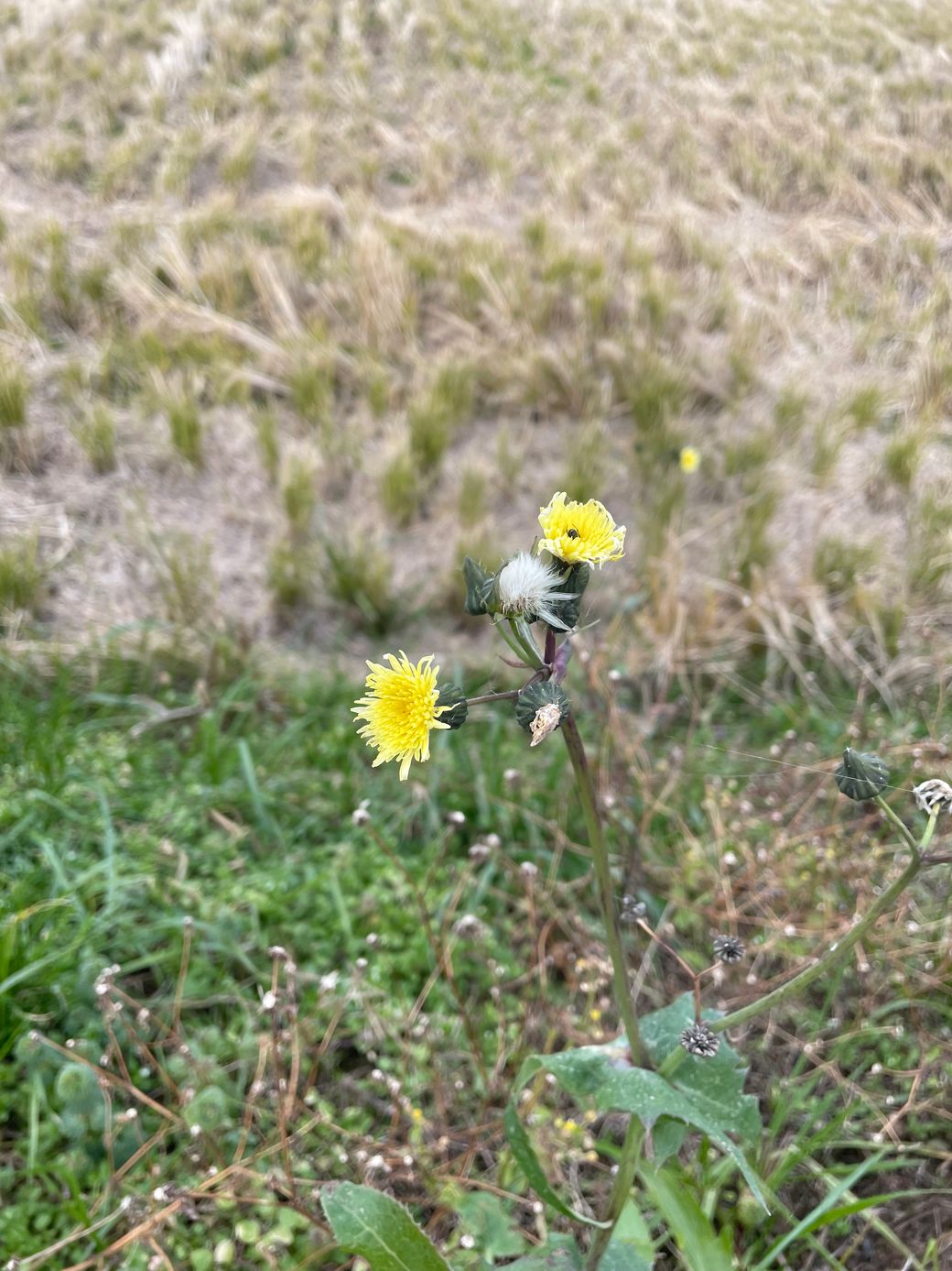 新春のお散歩 Thumbnail