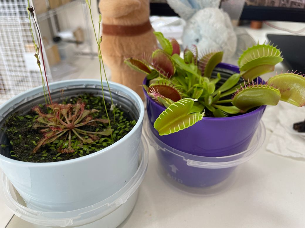 新しいお友達 Thumbnail