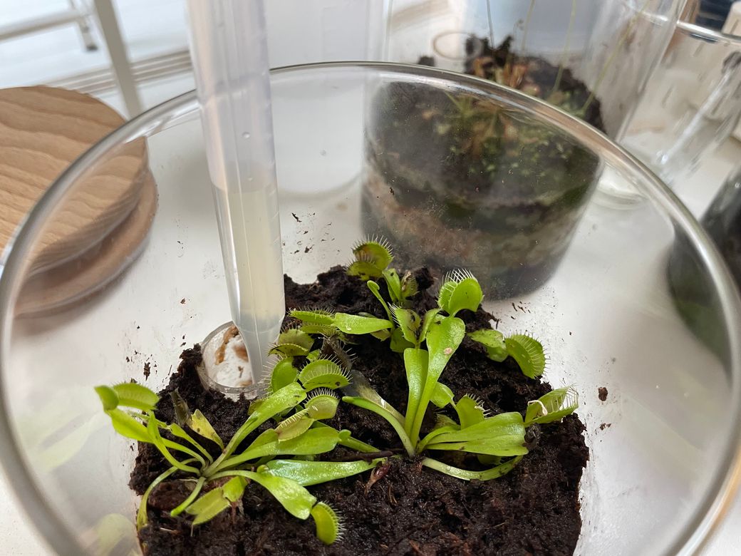 Jar-Gardenに植物を植える Thumbnail