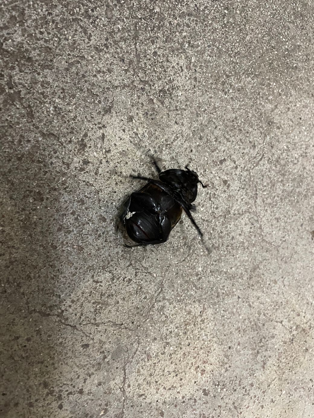 カブトムシ Thumbnail