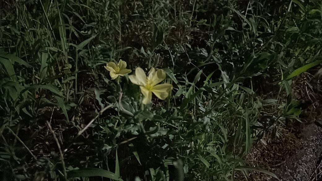 コマツヨイグサ Thumbnail