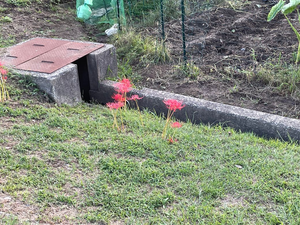 映える散歩道 Thumbnail